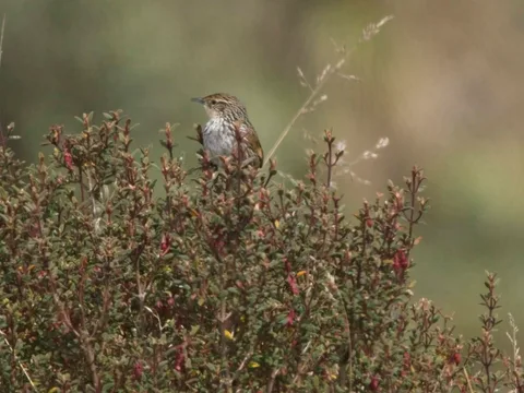 Many-striped Canastero