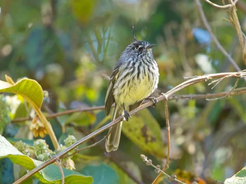 Tufted Tit-Tyrant