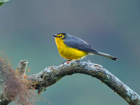Spectacled Redstart