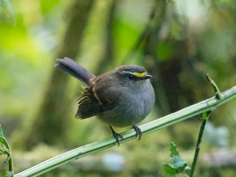 Golden-browed Chat-Tyrant