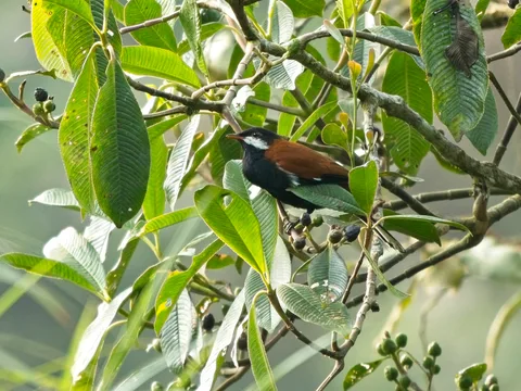 White-eared Solitaire