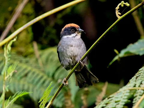 Peruvian Slaty Brushfinch