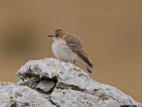 Dark-winged Miner
