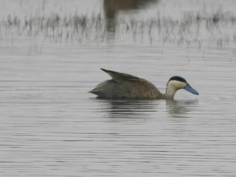 Puna Teal