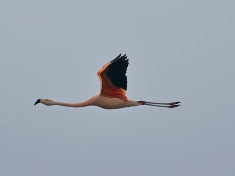 Chilean Flamingo