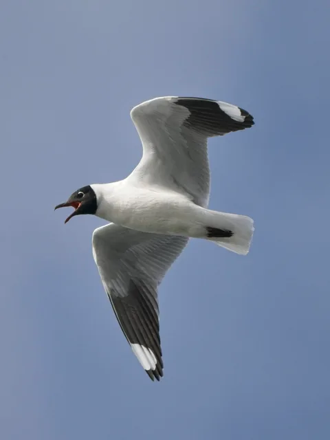 Andean Gull