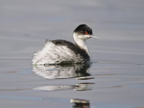 Junin Grebe