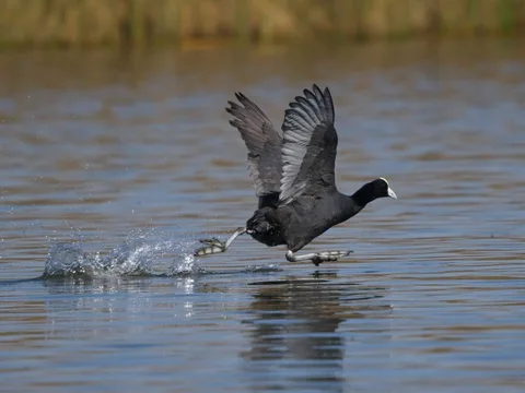 Slate-colored Coot