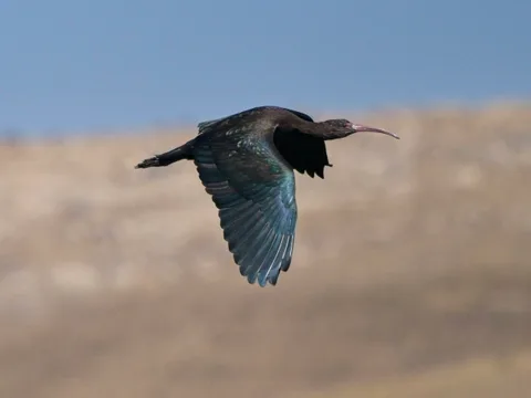 Puna Ibis