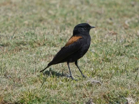 Andean Negrito