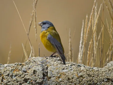 Peruvian Sierra Finch