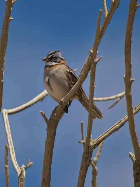 Rufous-collared Sparrow