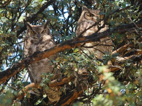 Lesser Horned Owl