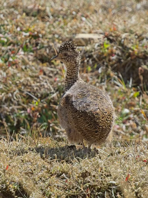 Ornate Tinamou