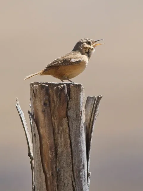 Southern House Wren
