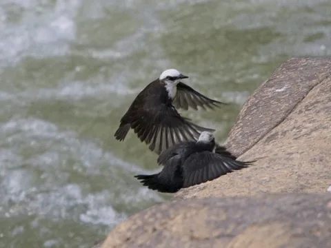 White-capped Dippers