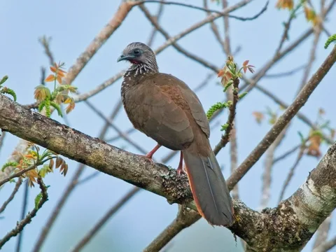 Speckled Chachalaca