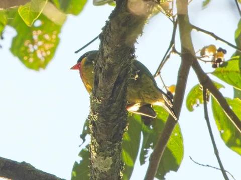 Scarlet-breasted Fruiteater