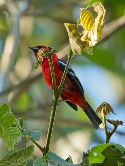 White-winged Tanager