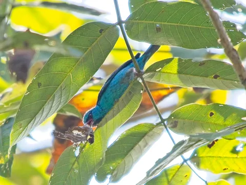 Blue Dacnis