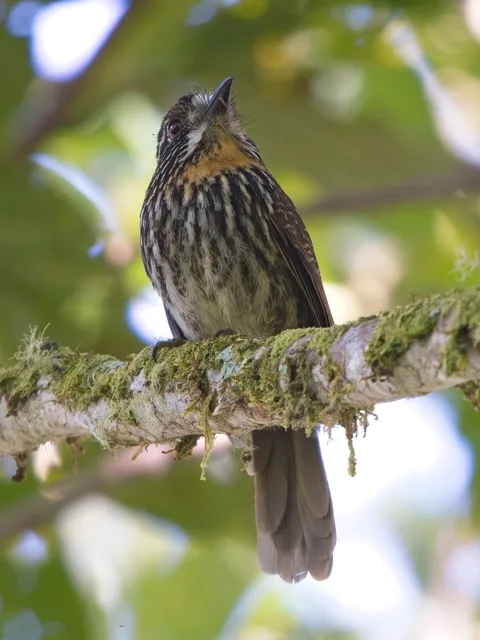 Black-streaked Puffbird