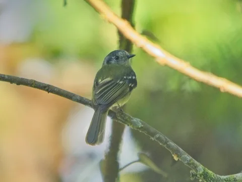 Slaty-capped Flycatcher