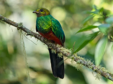 Golden-headed Quetzal