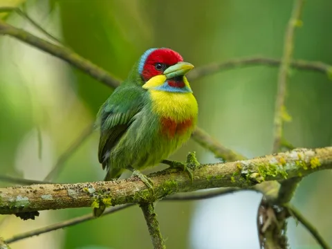 Versicolored Barbet
