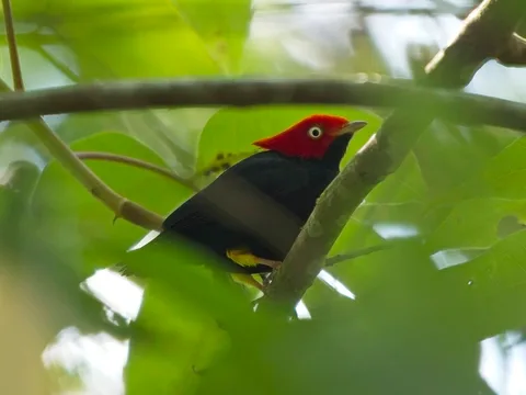 Round-tailed Manakin