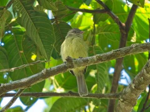 Red-billed Tyrannulet