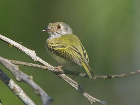 White-bellied Pygmy-Tyrant