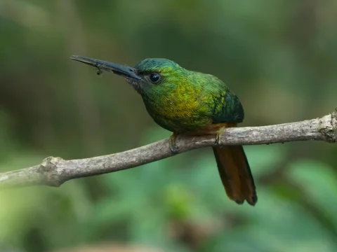 Bluish-fronted Jacamar
