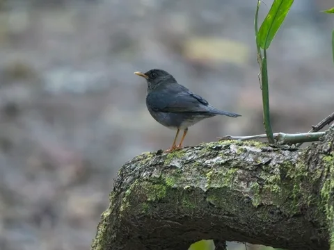 Andean Slaty-Thrush
