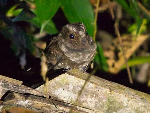 Ocellated Poorwill