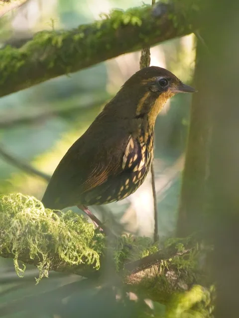 Short-tailed Antthrush