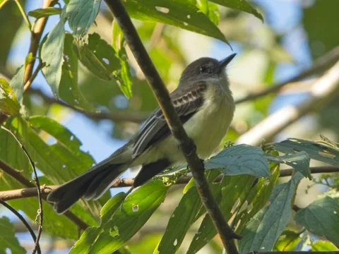Pale-edged Flycatcher