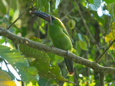 Chestnut-tipped Toucanet
