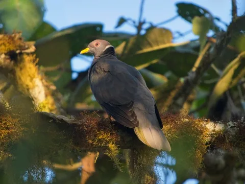 Band-tailed Pigeon