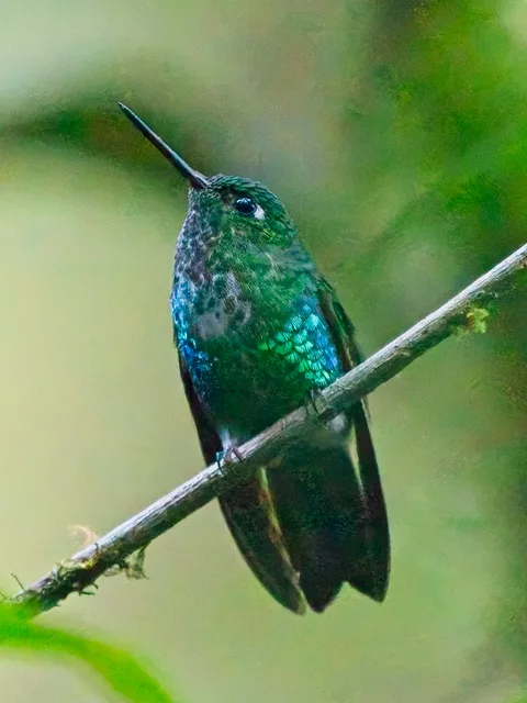 Emerald-bellied Puffleg