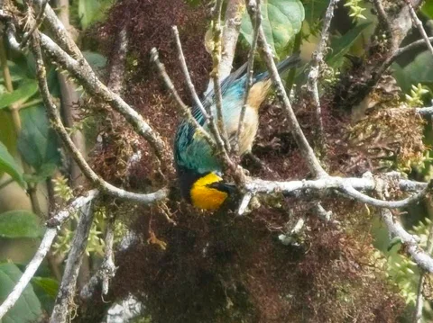 Saffron-crowned Tanager