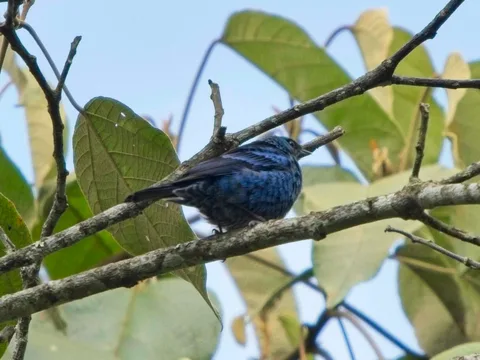 Blue-and-black Tanager (Spot-bellied Tanager)