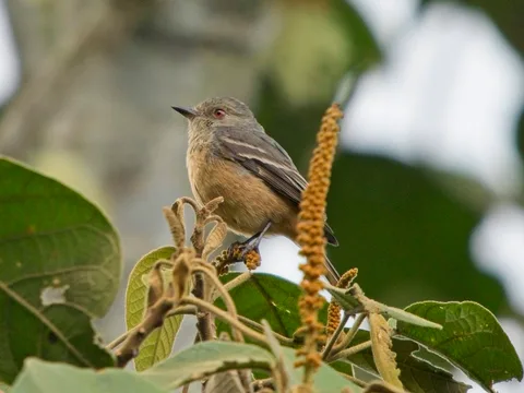 Rufous-tailed Tyrant
