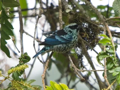 Beryl-spangled Tanager