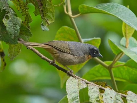 Black-eared Hemispingus