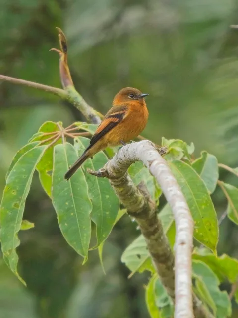 Cinnamon Flycatcher