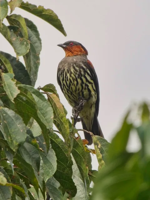 Chestnut-crested Cotinga