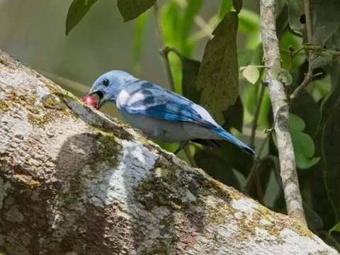 Blue-gray Tanager