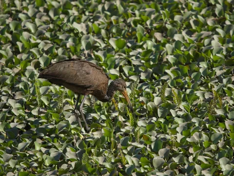 Limpkin
