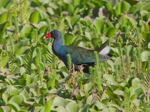 Purple Gallinule