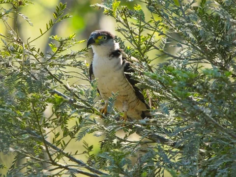 Hook-billed Kite